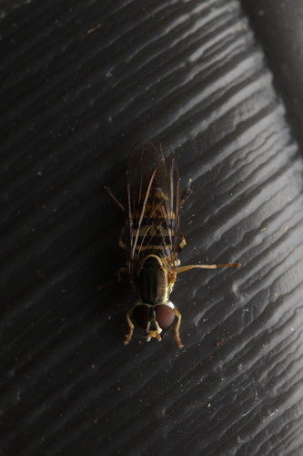 Unknown species found near White River Gardens, 1200 W Washington St, Indianapolis, IN 46222, USA