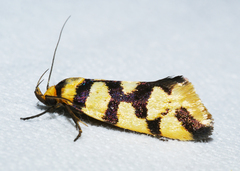 Tanyzancla argutella