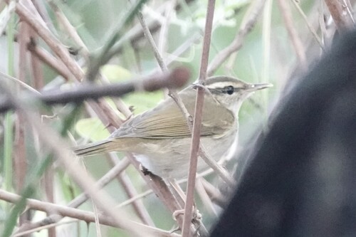 Pale-legged Leaf Warbler