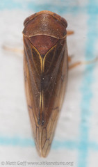 Oncopsis albicollis