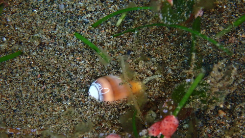 Oliva carneola observed 2025-09-26