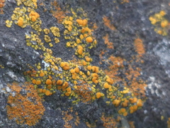 Polycauliona bolacina