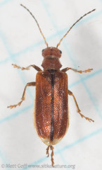 Syneta carinata