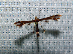 Geina tenuidactylus