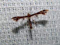 Geina tenuidactylus