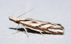 Leucorhabda macrosticha