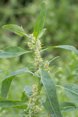 Atriplex gmelinii