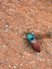 Chalcolepidius rubripennis