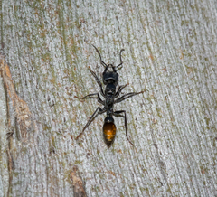 Myrmecia mandibularis
