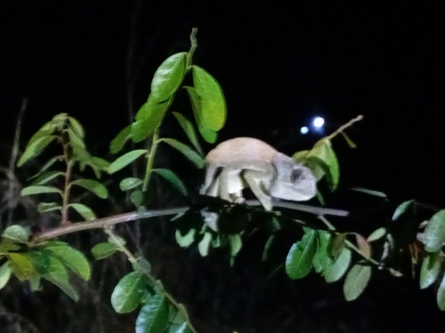 Flap-necked Chameleon