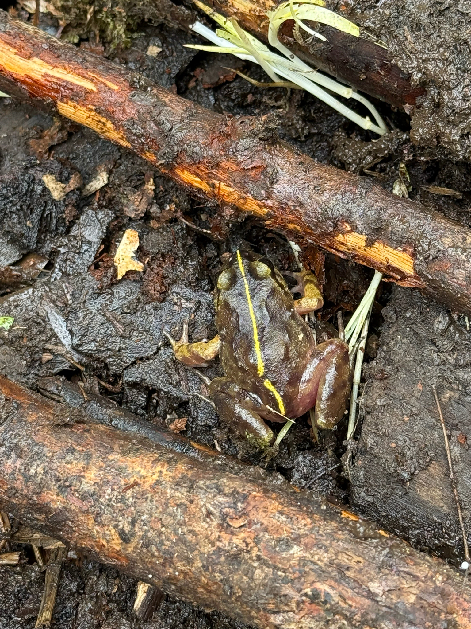 Eupsophus emiliopugini Formas, 1989
