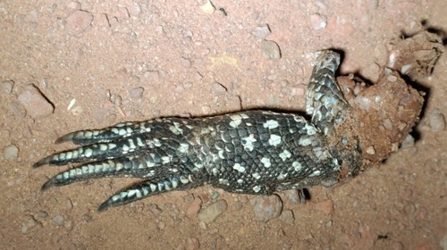 Argentine Black-and-white Tegu