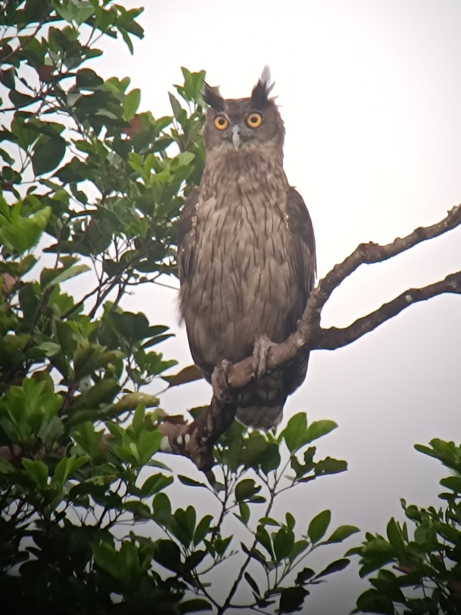 Dusky Eagle-Owl