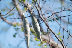 Polystemma cordifolium