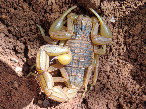 Buthus albengai