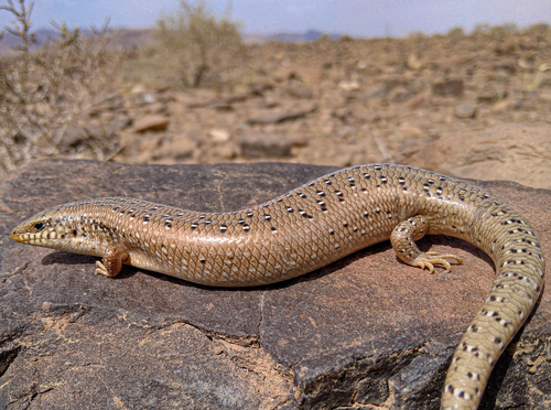Ocellated Bronze Skink, photo 6 of 10