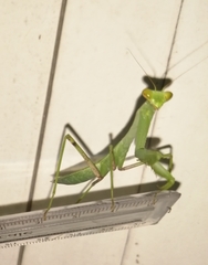 Hierodula membranacea