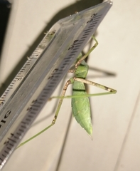 Hierodula membranacea