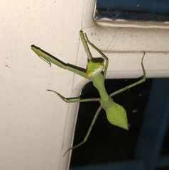 Hierodula membranacea