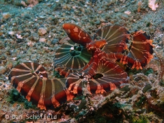 Wunderpus photogenicus