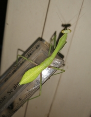 Hierodula membranacea