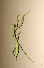 Hierodula membranacea