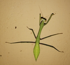 Hierodula membranacea