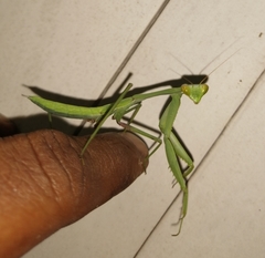 Hierodula membranacea