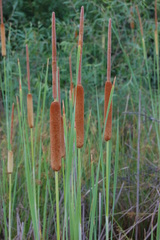 Typha × provincialis