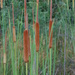 Typha × provincialis - Photo (c) Barbara Peck, algunos derechos reservados (CC BY-NC-ND), uploaded by Barbara Peck