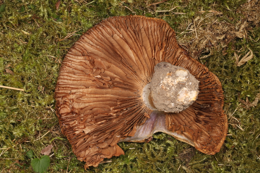 Phlegmacium sp. 'NY01'