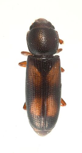 Rhizophagus minutus