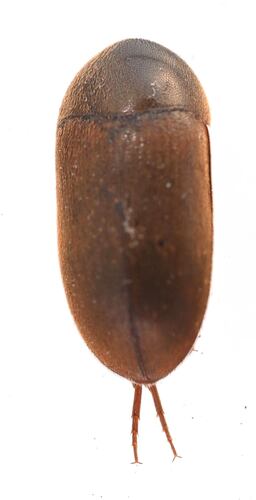 Eustrophus tomentosus photo 4