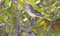 Mimus gundlachii