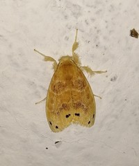 Artaxa guttata