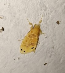 Artaxa guttata