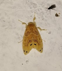 Artaxa guttata