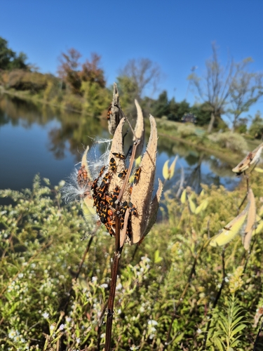 Large Milkweed Bug