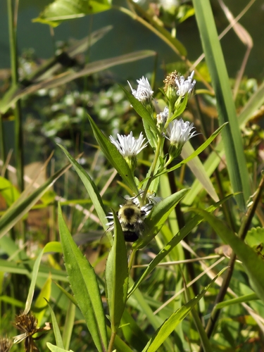 Common Eastern Bumble Bee