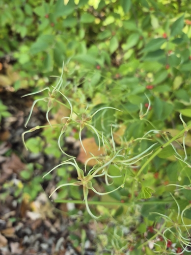 autumn clematis