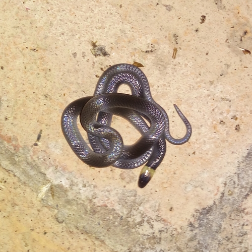 Photo of a Pacific Longtail Snake (Enulius flavitorques)
