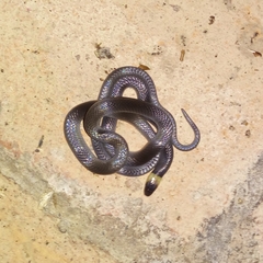 Enulius flavitorques