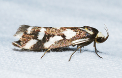 Tanyzancla marionella