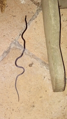 Enulius flavitorques
