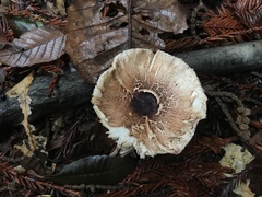 Lepiota flammeotincta