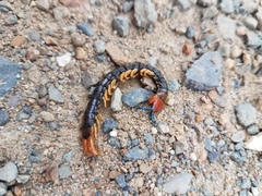 Cormocephalus westwoodi