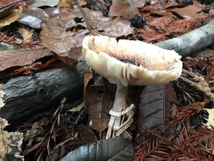 Lepiota flammeotincta