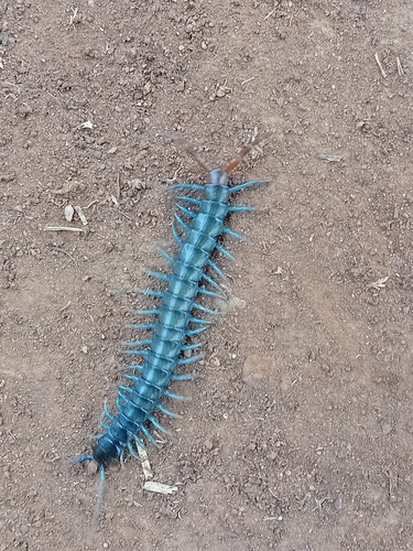 African Giant Centipede