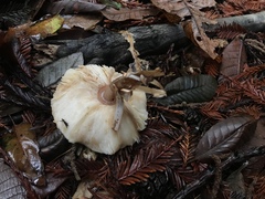 Lepiota flammeotincta