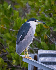 Nycticorax nycticorax image